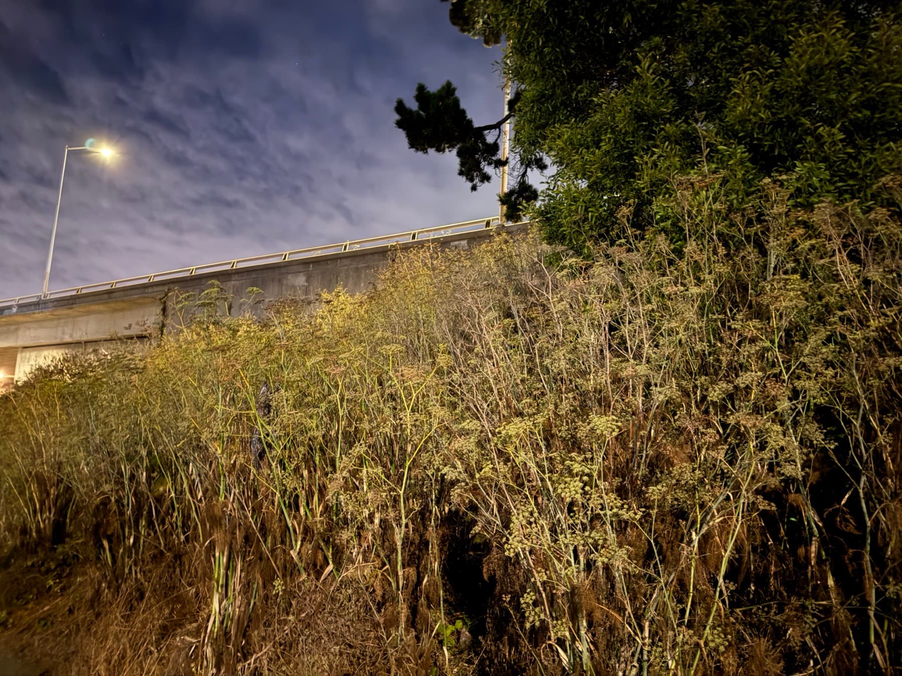 Earlier overgrowth on the Lyell Hill slope.